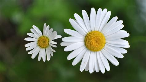 Chamomile-Russia National Flower | | Full Desktop Backgrounds