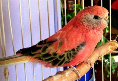 Small Parrots | The Different Types of Parrot | Parrots | Guide | Omlet UK