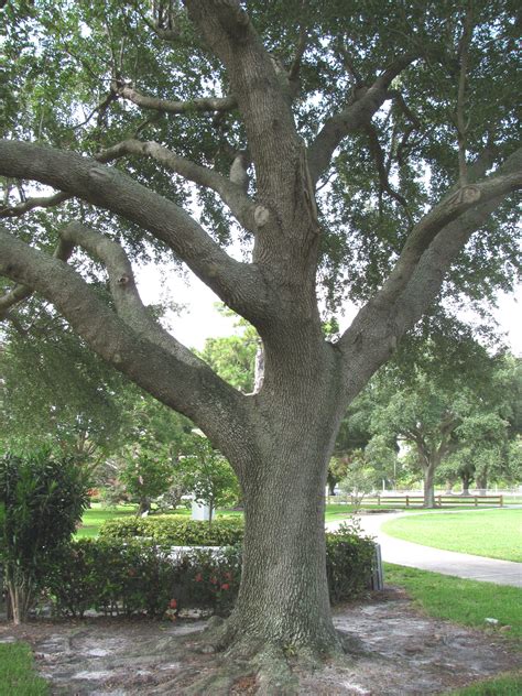 Florida Live Oak, Quercus virginiana