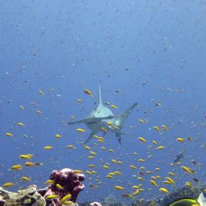 Scalloped hammerhead - Facts, Diet, Habitat & Pictures on Animalia.bio