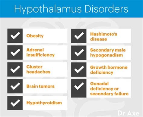 Hypothalamus Function, Hormones, Disorders and More - Dr. Axe