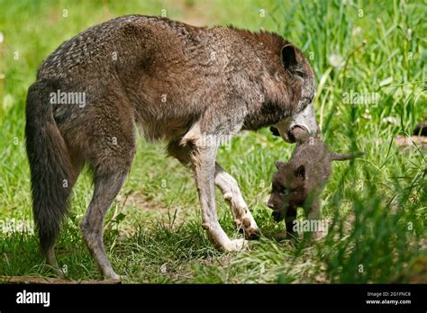 Timberwolf, American wolf (Canis lupus occidentalis), captive, pups ...