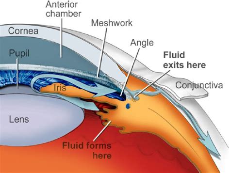 Trabecular Meshwork Anatomy - Map Of Body