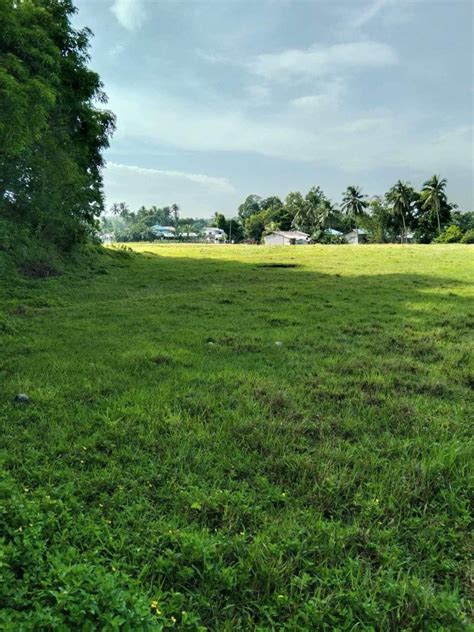 RICE FIELDS (PALAYAN) FOR SALE, Property, For Sale, Lot on Carousell