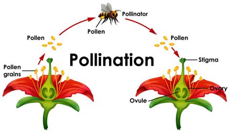 Is self pollination better or cross pollination? Explain why.