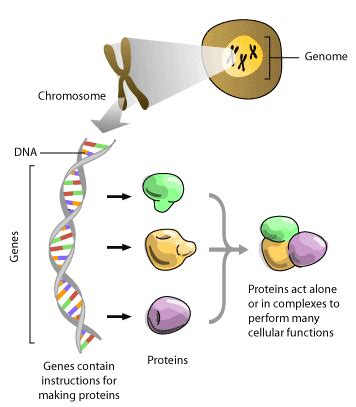 THE HUMAN GENOME PROJECT: THE IMPACT OF GENOME SEQUENCING TECHNOLOGY ON HUMAN HEALTH | SCQ