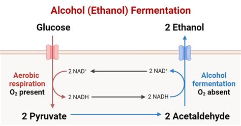 Alcohol Fermentation (Ethanol): Process, Steps, Uses