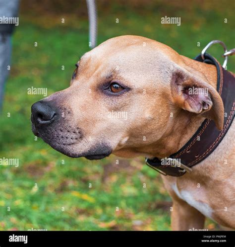 portrait brown American pit bull terrier, close up Stock Photo - Alamy