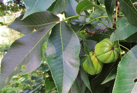 Hickory Nuts: Foraging for Pignut and Shagbark Hickory Nuts