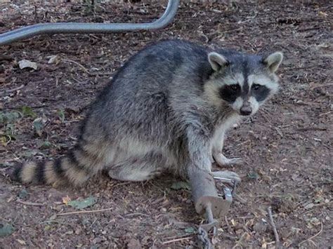 Piebald Raccoon | THF Outdoors