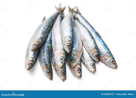 European pilchard stock image. Image of studio, fishes - 50820727