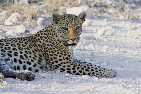 Etosha National Park - One of the most popular wildlife reserves on earth