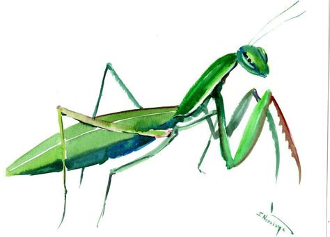 Praying Mantis wall art, Original watercolor painting, praying mantis ...