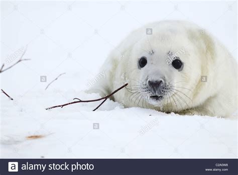 gray seal pup Stock Photo - Alamy