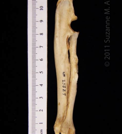 Beaver (Castor canadensis) left tibia and fibula, anterior view - BoneID