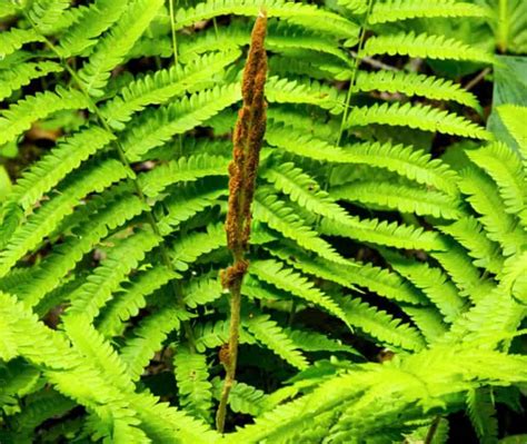 7 Heat-Tolerant Ferns that Love the Sun