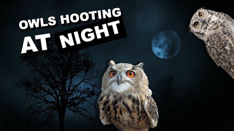 Owls hooting at night. 8 hours of owl sounds *hoot* *hoot* - YouTube