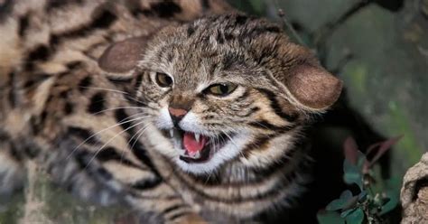 8 Most Dangerous Cat Breeds in the World (Some Will Absolutely Shock You!) - CatVills