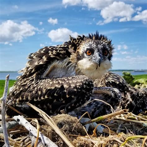 World Migratory Bird Day 2019 at the The Jamaica Bay Wildlife Refuge ...