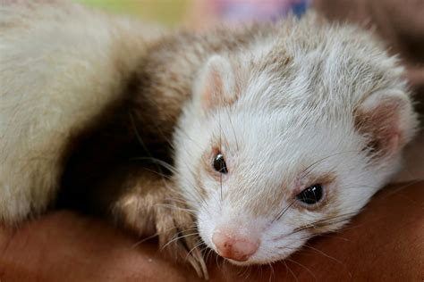 Gingivitis and Periodontal Disease in Ferrets - Symptoms, Causes ...