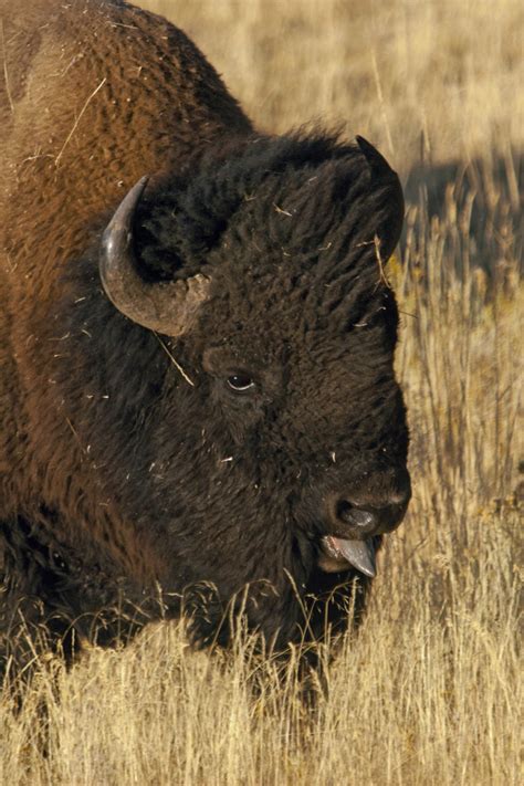 Grand Teton National Park| Bison