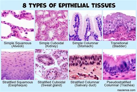 Classification and Types of Epithelial Tissues - Rs' Science