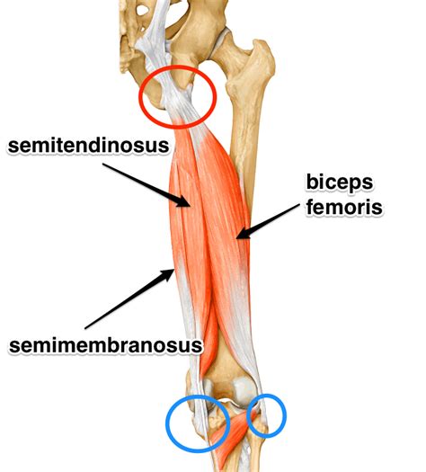 Hamstring “Strains” - VASTA Performance Training and Physical Therapy