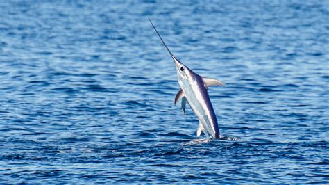 Swordfish Fishing Guide