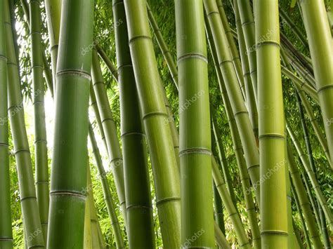 Bamboo jungle Stock Photo by ©alancrosthwaite 10194570