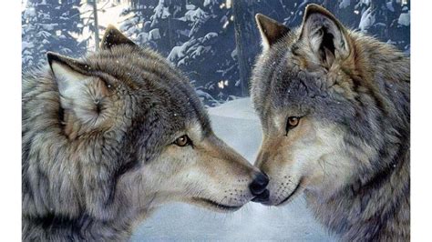 Wolf Love Wallpapers - Wallpaper Cave