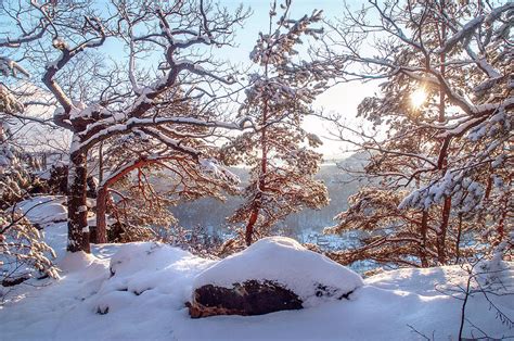 Winter Trees of Saxon Switzerland Photograph by Jenny Rainbow - Pixels