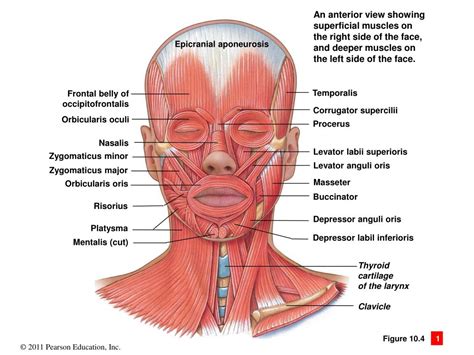 PPT - 10 The Muscular System PowerPoint Presentation, free download - ID:4132880