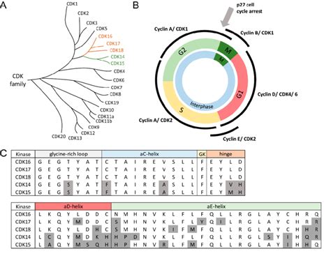 (A) Phylogenetic tree of the CDK family. The PFTAIRE subfamily is ...