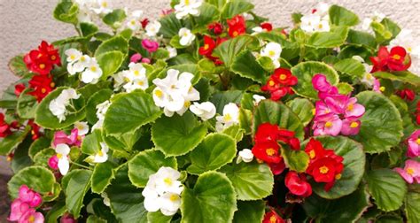 Secrets to Growing Beautiful Begonias