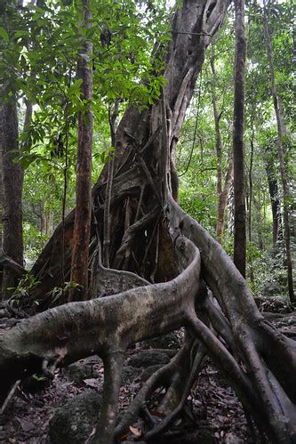Daintree Rainforest | fry_theonly | Flickr