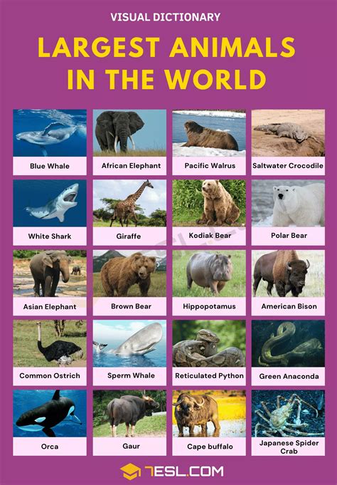 List of 25 Largest Animals in the World • 7ESL | Large animals, Animals of the world, Animals ...