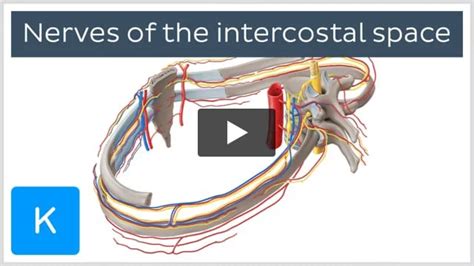 Video: Nerves of the intercostal space | Kenhub