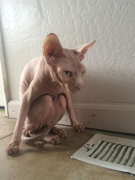 Hairless Cat huddles next to heat vent : pics