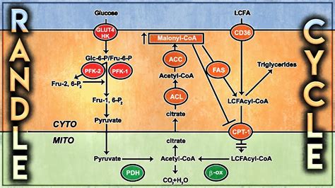 The Randle Cycle: Can you combine Fat with Carbs? - YouTube
