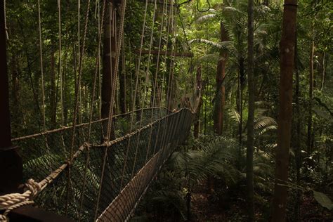 Conquering the canopy walkway at Taman Negara - TRAVEL COCKTAIL