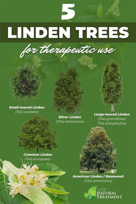 10 Amazing Linden Flowers Tea Benefits & How to Use Safely