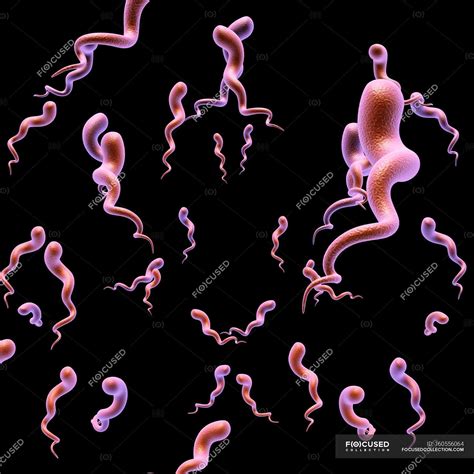 Syphilis bacteria shape and structure — illness, infected - Stock Photo ...