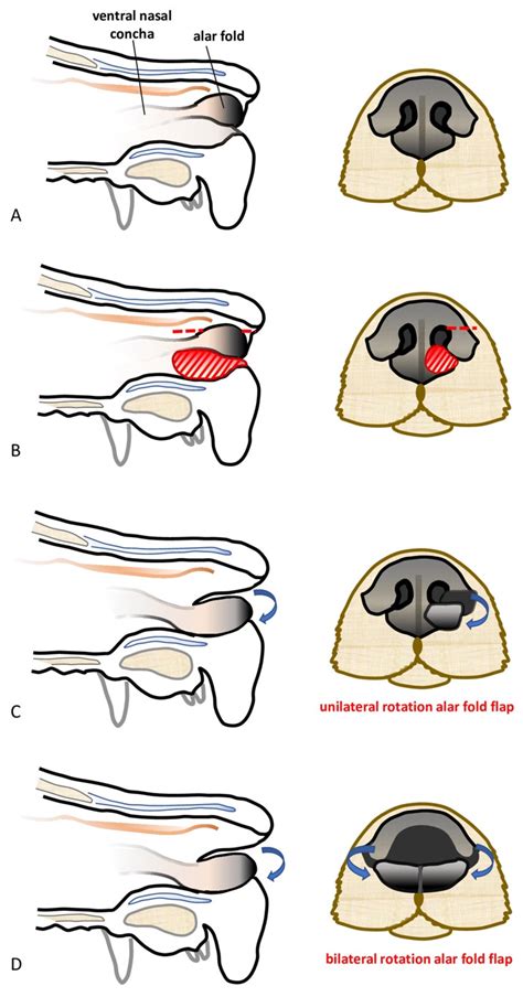 Veterinary Sciences | Free Full-Text | A Rotation Alar Fold Flap for ...