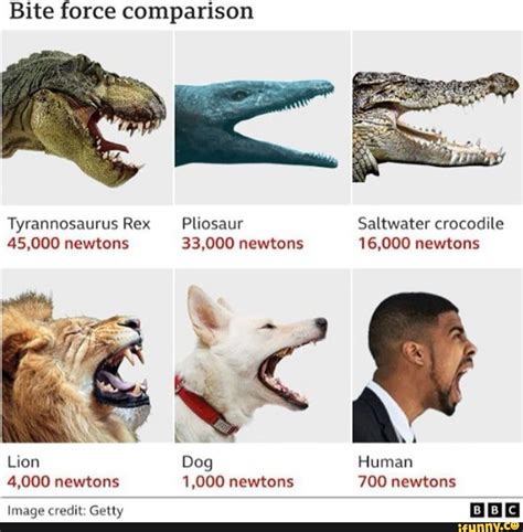 Bite force comparison Tyrannosaurus Rex Pliosaur Saltwater crocodile ...