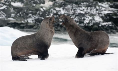 Antarctic Fur Seal | Facts, pictures & more about Antarctic Fur Seal