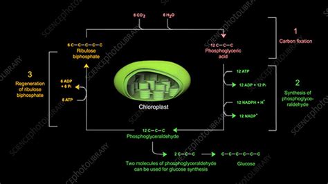 Calvin cycle, animation - Stock Video Clip - K004/0301 - Science Photo ...