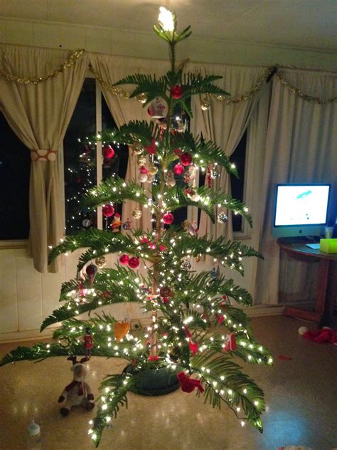 North Shore Notes: Hawaiian Christmas Tree...