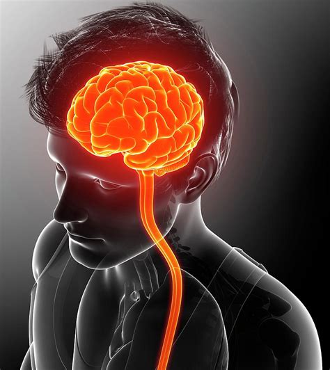 Human Brain And Spinal Cord - BRAINLYVC