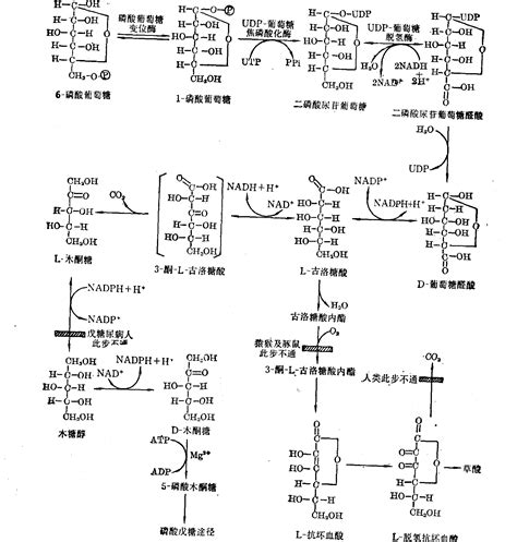 糖醛酸途径-基础医学-医学