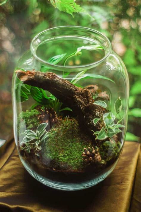 38 Fantastic Moss Terrarium Ideas You Can Have At Home